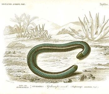 アシナシイモリ