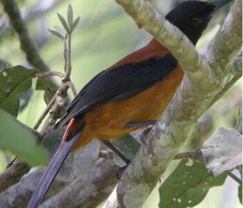 ズグロモリモズ