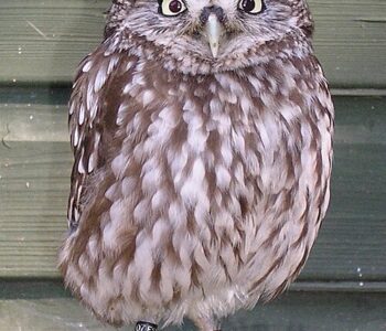 コキンメフクロウ