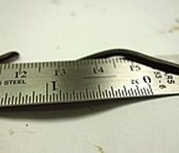 バルバドススレッドスネーク